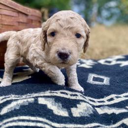 Skye - Apricot female Labradoodle puppy in Toledo, Washington from Bigfoot Doodles