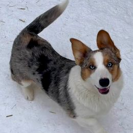 River - Cardigan Welsh Corgi