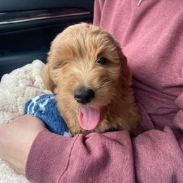 Goldendoodle Puppies from Mini Goldendoodles of New England