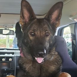 Schatzi - German Shepherd