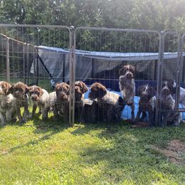 Wirehaired Pointing Griffon Puppies from Pine Barren Griffons