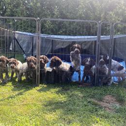 Wirehaired Pointing Griffon Puppies from Pine Barren Griffons