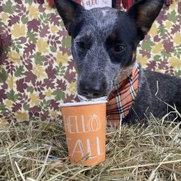 Australian Cattle Dog Puppies from Institute Australian Cattle Dogs