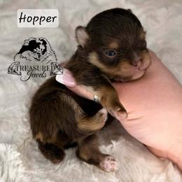 HOPPER - Chocolate and tan male Pomeranian puppy in Willis, Texas from Treasured Jewels Pomeranians