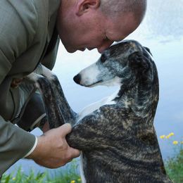 Saluki and Whippet All Grown Up from Aeolus Salukis & Whippets