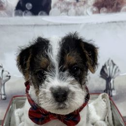 Jack Russell Terrier Puppies from Celtic River