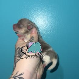 Carl-4000.00 dollars - Lavender and tan parti male Pomeranian puppy in Perry County, Ohio from Speechless Pom’s