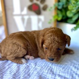 June- Purple Collar - Red female Cavapoo puppy in St George, Utah from Picture Perfect Doodles