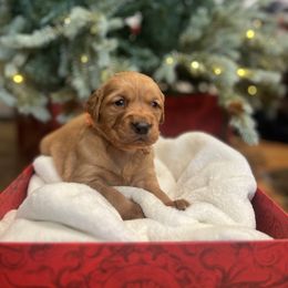 Cider - Dark golden male Golden Retriever puppy in Provo, Utah from Rocky Mountain Field Goldens