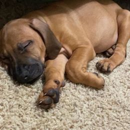 Rhodesian Ridgeback Puppies from River Roc Ranch & Ridgebacks