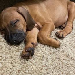 Rhodesian Ridgeback Puppies from River Roc Ranch & Ridgebacks