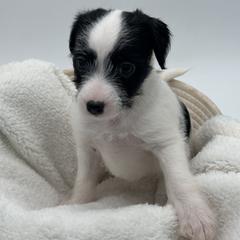 Mia - Black and white Xoloitzcuintli puppy in West Jordan, Utah from Majestic Nakids