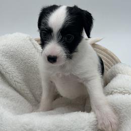 Mia - Black and white Xoloitzcuintli puppy in West Jordan, Utah from Majestic Nakids