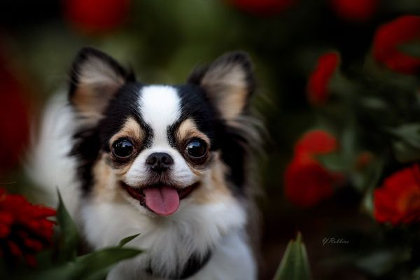 Chihuahua with flowers