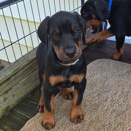Mr. Brown - Black and rust male Doberman Pinscher puppy in Vernonia, Oregon from Living Hope Dobies and Doxies