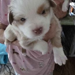 Baby Red - Red merle male Miniature Australian Shepherd puppy in Goode, Virginia from Furner Farms