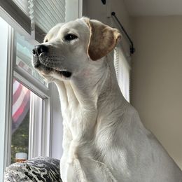 Valor - Labrador Retriever