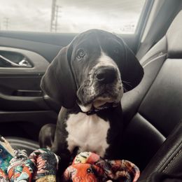 Great Dane Puppies from Babes & Danes