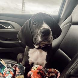 Great Dane Puppies from Babes & Danes
