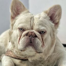 French Bulldogs from Heirloom French Bulldogs