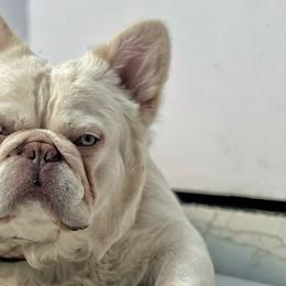 French Bulldogs from Heirloom French Bulldogs