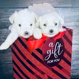 Emerald - White and tan female Morkie puppy in Tampa Bay, Florida from Woodpecker Ridge Pups