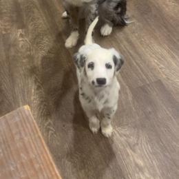 Prancer - White and black female Dalmatian puppy in Bremen, Georgia from Clark’s Dalmatians