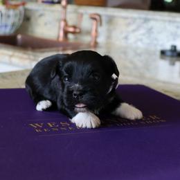 Girl 1 - female Havanese puppy in Hamptonville, North Carolina from Alabama Havanese Kennel Tidewater Kennel