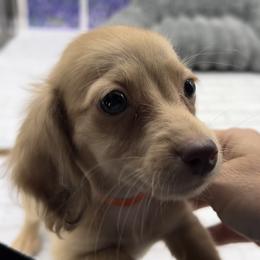 Chocolate Based Cream Longhair Male (Orange Collar) - Cream male Dachshund puppy in Killeen, Texas from Southern Dachshunds