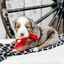 Snickers (Red Collar) - Blue merle male Aussiedoodle puppy in Sharpsburg, Georgia from Steindoodles