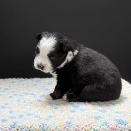 Montana - Black tri male Miniature Australian Shepherd puppy in Covington, Pennsylvania from Rigas Mini Aussies LLC