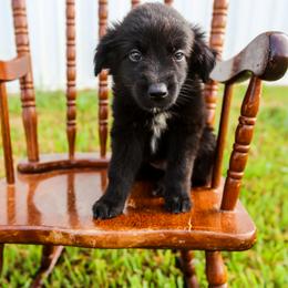Rex - Black & white male Australian Shepherd puppy in Alvin, Texas from Gulf Coast Aussies