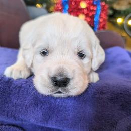 Penny - Light golden female Golden Retriever puppy in Walnut Grove, Missouri from Forever Your Puppies