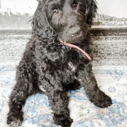 Paige - Black female Goldendoodle puppy in Pasco, Washington from Camp Doodle Woods