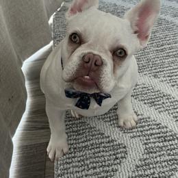 French Bulldog All Grown Up from Frenchies