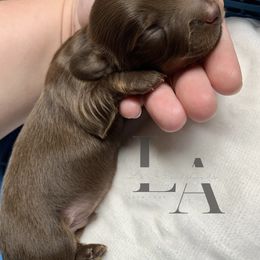 Dachshund Puppies from L & A Dachshunds