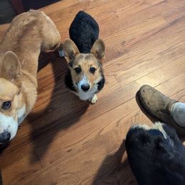 Pembroke Welsh Corgi Puppies from C&W Corgis