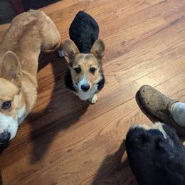 Pembroke Welsh Corgi Puppies from C&W Corgis