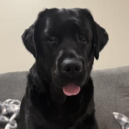 Daisy - Labrador Retriever