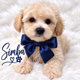 Simba - Apricot male Maltipoo puppy in Huntington Beach, California from Boujeepups