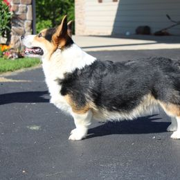 Chino - Pembroke Welsh Corgi