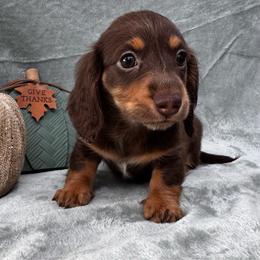 Lynn - Chocolate female Dachshund puppy in Trinity, Texas from Signature Sloan - Long Hair Dachshunds