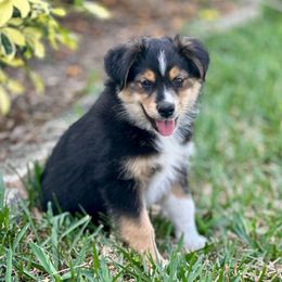 Spot - Miniature Australian Shepherd puppy from Fuller’s Fluffy Friends