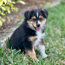 Spot - Miniature Australian Shepherd puppy from Fuller’s Fluffy Friends