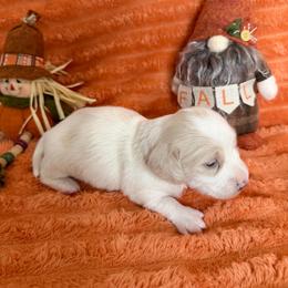 Lucas - Cream male Dachshund puppy in Palestine, Texas from Oak tree Dachshunds