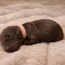 Nancy - Phantom female Bernedoodle puppy in Bennett, Colorado from Darling Paws Bernedoodles, LLC