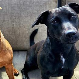 American Hunt Terriers from NoVa Hunt Terriers