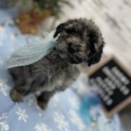 Crockett - Merle male Goldendoodle puppy in Lisbon, Ohio from Willow Lane Doodles