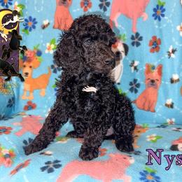 Nyssa - Black female Poodle puppy in Winston Salem, North Carolina from Bewitching Kennels