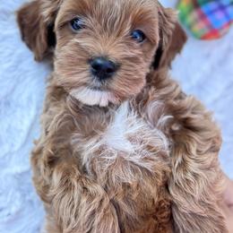 Cavapoo puppies from Pawsome Aussie Doodles and Oodles